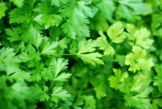 Parsley as 1 of the 7 Great Roots, Veggies and Concoctions